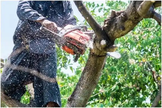 tree services Bruceville-Eddy